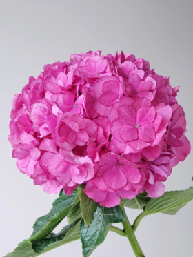 国产重瓣绣球花蜜糖1枝