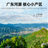 杞里香250g圆罐五指毛桃道地广东河源产区，3年生长，深山采挖椰香浓郁，肉质肥厚 商品缩略图4