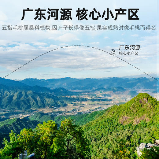 杞里香250g圆罐五指毛桃道地广东河源产区，3年生长，深山采挖椰香浓郁，肉质肥厚 商品图4