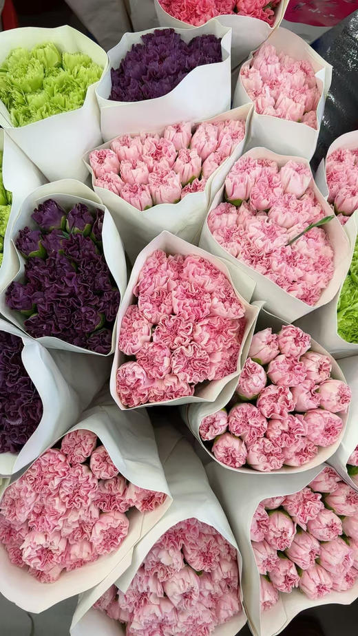 特级康乃馨，颜色太多，大家下单备注！20支/束 商品图1