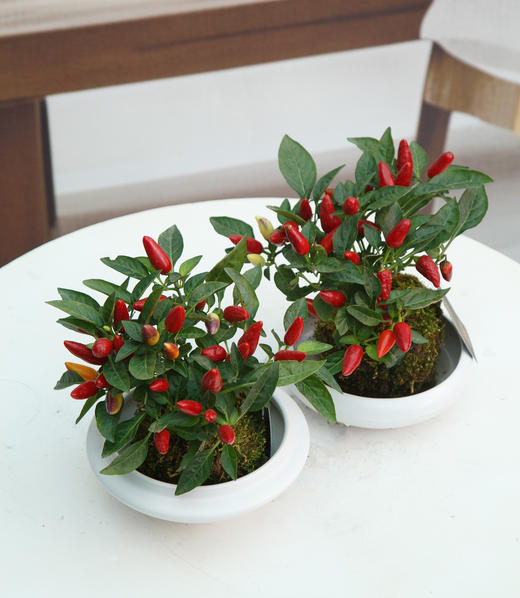 苔藓球-彩椒 商品图0