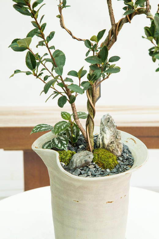 造型春花 商品图1