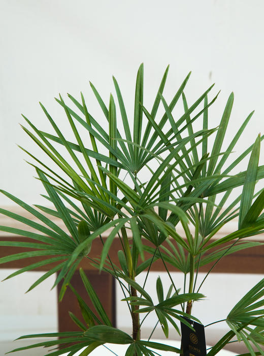 金山棕 商品图2