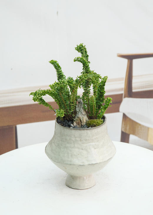 卷叶肾蕨 商品图0