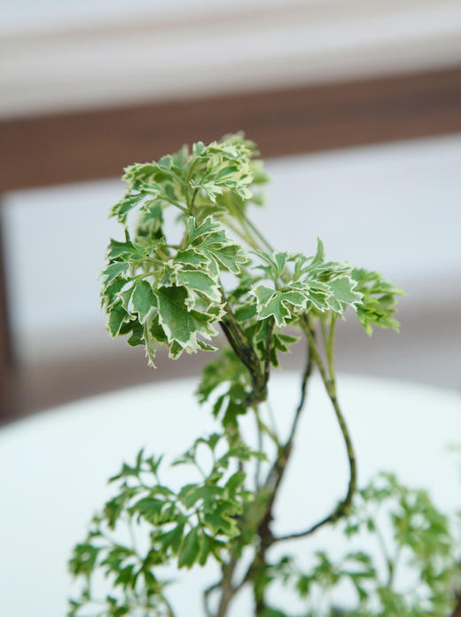 珍珠福禄桐 商品图2