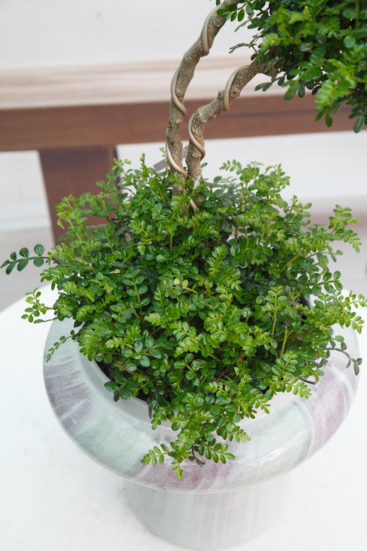 造型清香木 商品图1