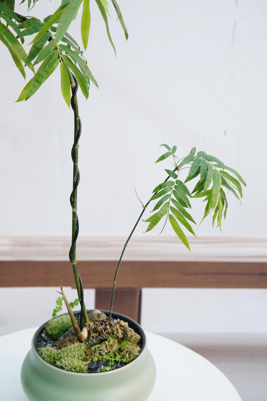 宝塔簕竹（中） 商品图1