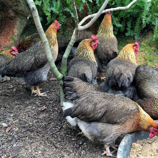 古法窑鸡 商品图4