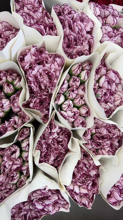 特级康乃馨，颜色太多，大家下单备注！20支/束 商品图4