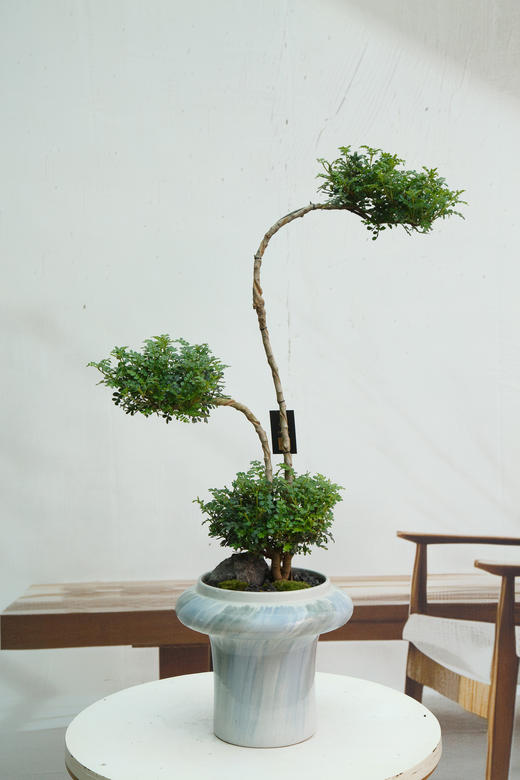 造型清香木 商品图0