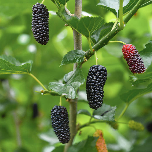 正安 桑葚干 免洗无沙桑葚桑果 优质原材 即食泡茶 250g 商品图11