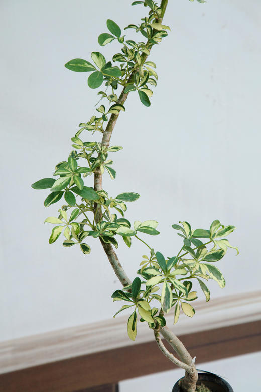 细叶花叶吸财木 商品图1