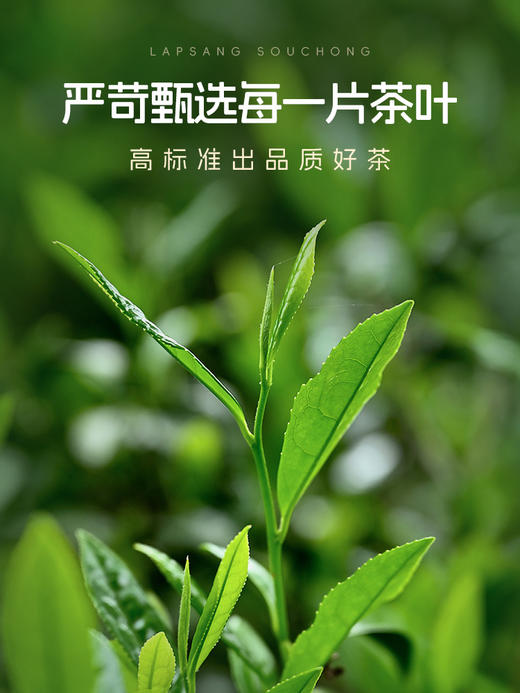 【下单减11.1元】艺福堂正山小种80g/罐特级（氮气罐/T） 商品图4