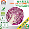 全国发货满额包邮 新鲜有机蔬菜 紫甘蓝包菜500g彩虹雨农场 商品缩略图0