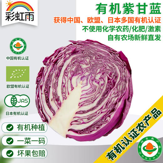 全国发货满额包邮 新鲜有机蔬菜 紫甘蓝包菜500g彩虹雨农场 商品图0