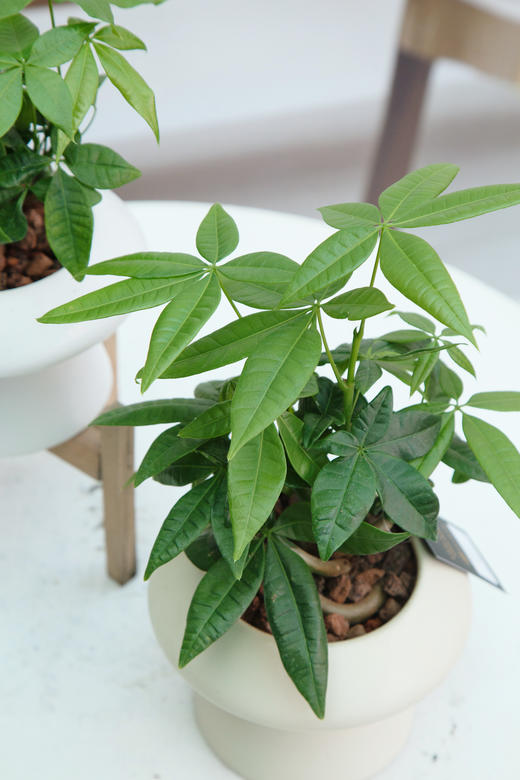 奇趣发财树 商品图2