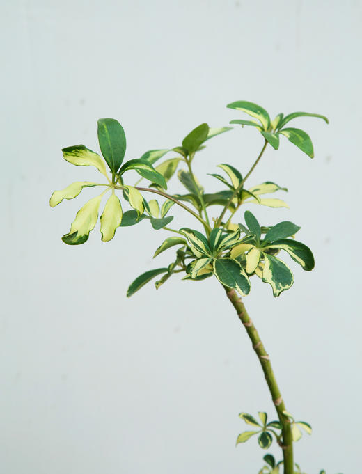 细叶花叶吸财木 商品图2