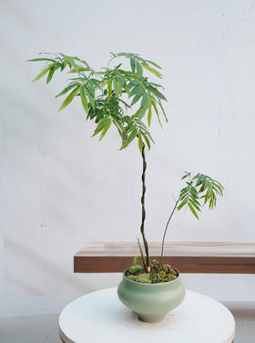 宝塔簕竹（中）