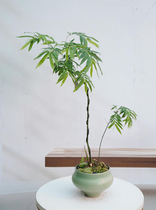 宝塔簕竹（中） 商品图0