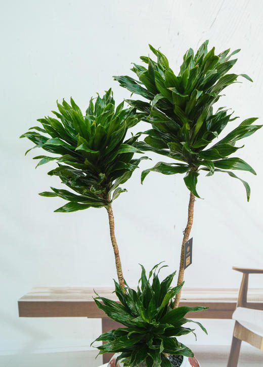 太阳神 商品图2