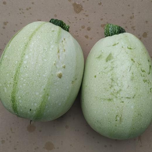 生态西葫芦 | 绿家自产* Eco-zucchini | Self-production 商品图3