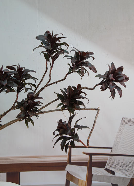 造型娃娃朱蕉 商品图2