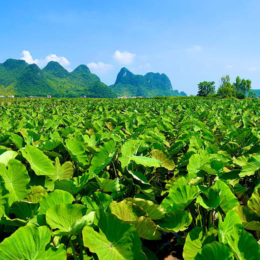 【分仓直发包邮】广西荔浦芋头大果3斤（约 2-3个）（单果：1-1.5斤） 商品图2