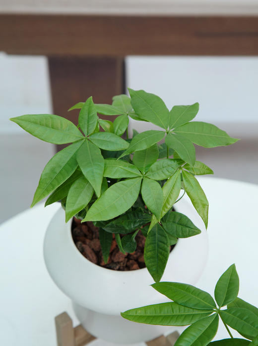 奇趣发财树 商品图1