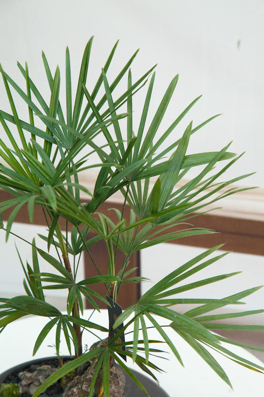 金山棕 商品图3