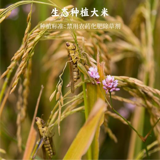 谦益香畴小米米线500g 纯粮制作 拒绝添加 爽滑筋道 炒粉 汤粉优选 商品图3