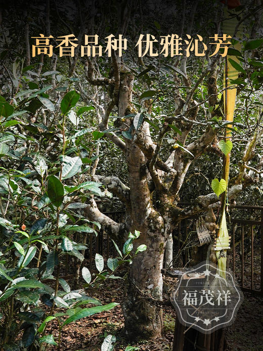 荔枝味红茶【妃子笑】2024年云南普洱茶区景迈古树晒红 传统工艺发酵 200g/饼 商品图3