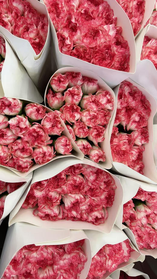 特级康乃馨，颜色太多，大家下单备注！20支/束 商品图3