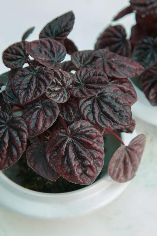 苔藓球-红宝石 商品图2