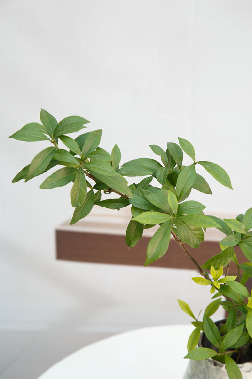 栀子花 商品图2