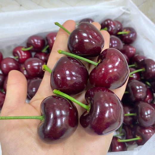 吉塞拉 大樱桃 商品图8