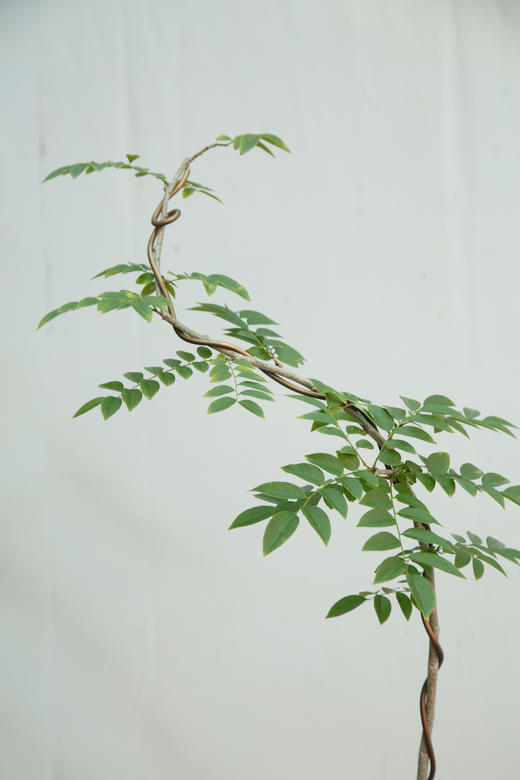 黄花梨 商品图2