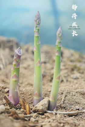 头茬嫩芦笋    产地：崇明
规格：一把/250g
笋满分💯头茬青芦笋🌱
无需去根｜25cm黄金可食段！
应季～“蔬菜之wang”