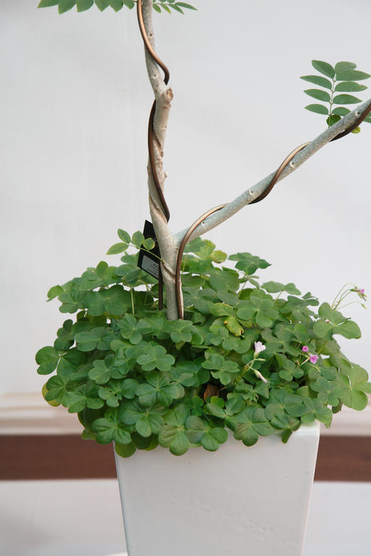 黄花梨 商品图1