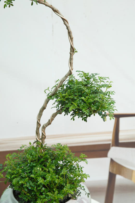 造型清香木 商品图3