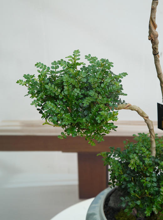 造型清香木 商品图2