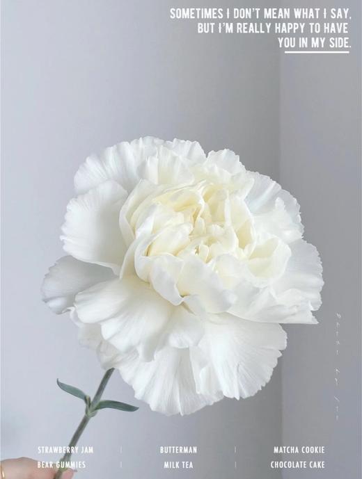 新鲜鲜花 白色康乃馨10支（17点前下单当天送达 可备注送货时间） 商品图1