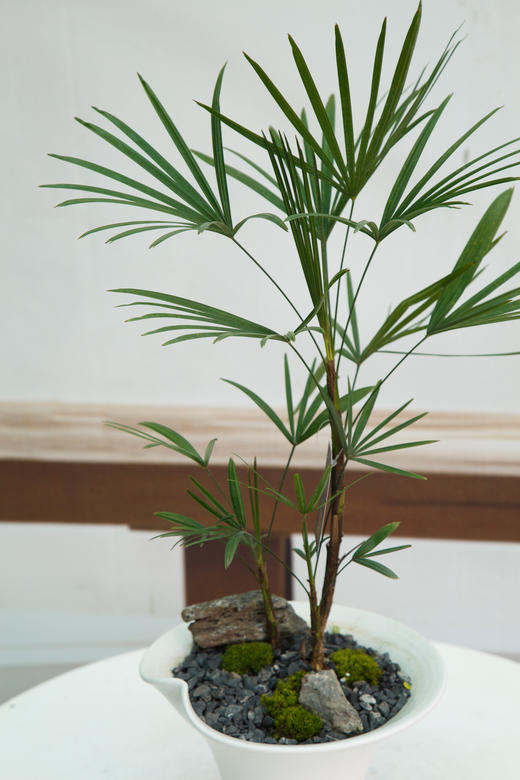 金山棕 商品图1