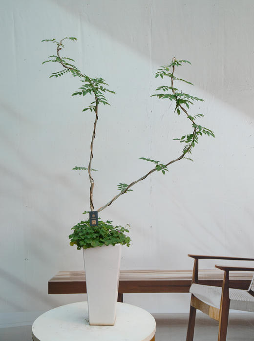 黄花梨 商品图0