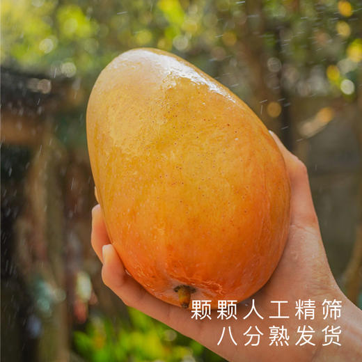 艾格吃饱了正宗海南红玉芒果新鲜采摘应季水果8斤 商品图1