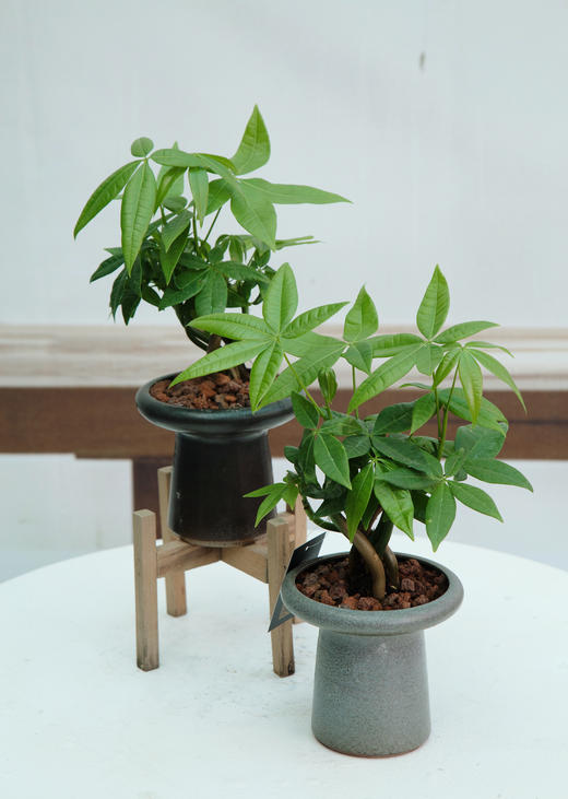 奇趣发财树 商品图0