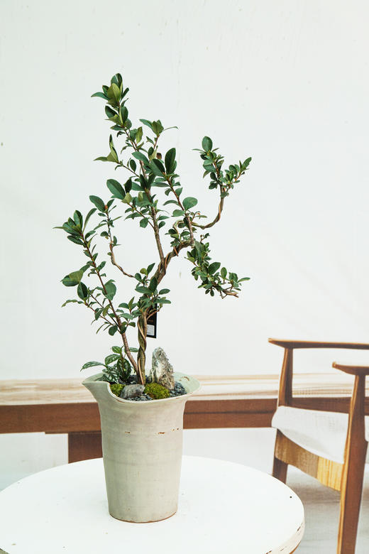 造型春花 商品图0