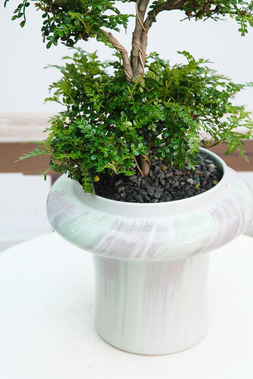 造型清香木 商品图1