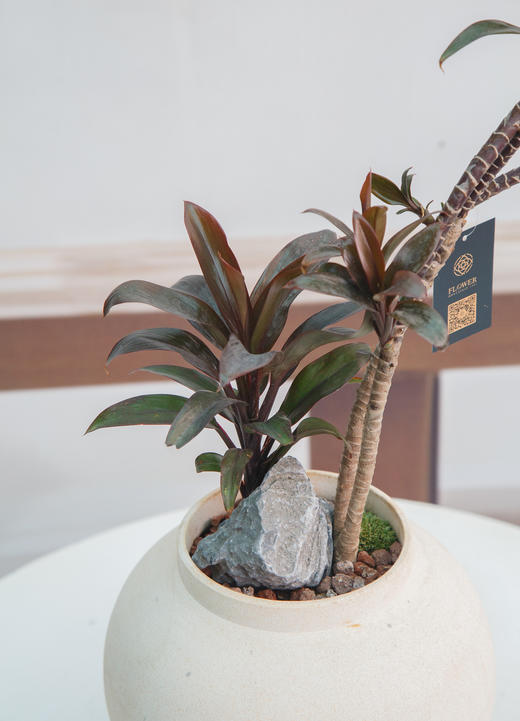 娃娃朱蕉 商品图1