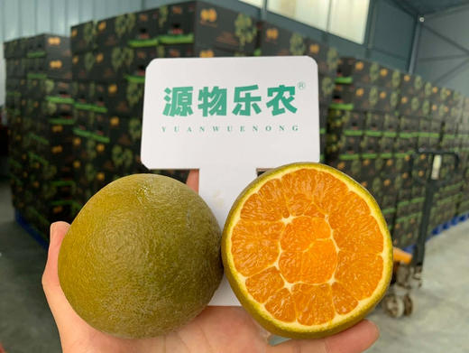 【秭归黑美人-巧克力橙】
几乎纯甜的口感，橙味浓郁到极致，果香中自带坚果味奶香，你细品！它的独特气质，你懂！7斤/箱 商品图0