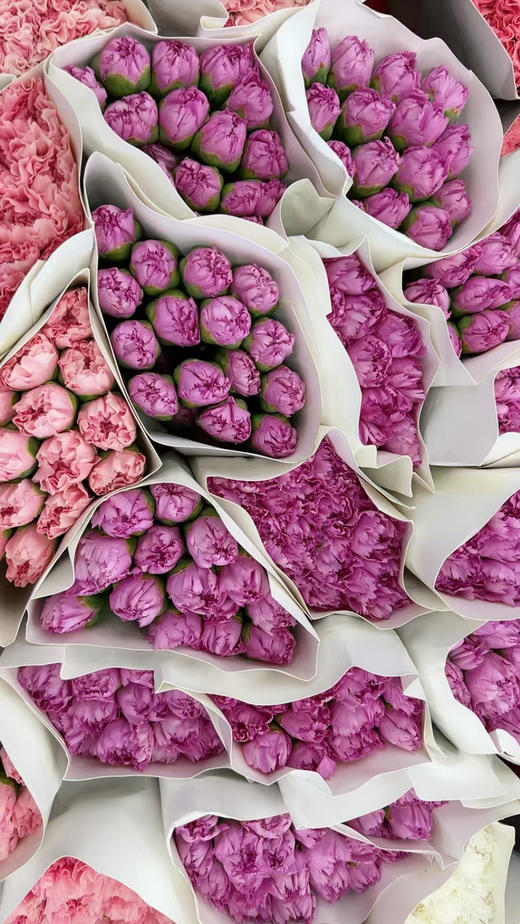 特级康乃馨，颜色太多，大家下单备注！20支/束 商品图6